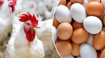 أقل من 100 جنيه.. أسعار الدواجن تسجل مستويات جديدة بعد تراجع الأسواق اليوم